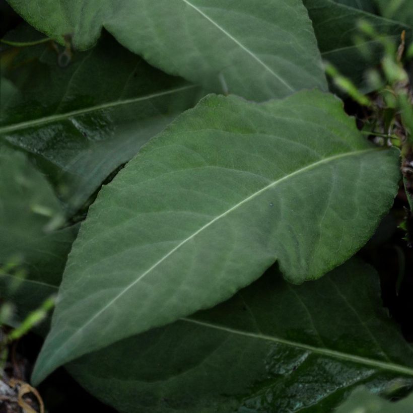 Schlangen-Knöterich - Persicaria tenuicaulis (Laub)