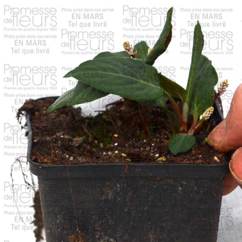 Beispiel eines Exemplars von Renouée - Persicaria tenuicaulis Godet de 8/9 cm wie geliefert