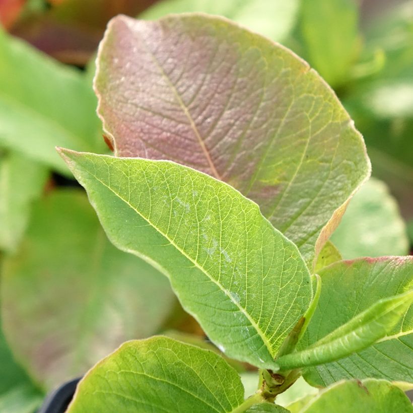 Weyrichs Knöterich - Persicaria weyrichii (Laub)