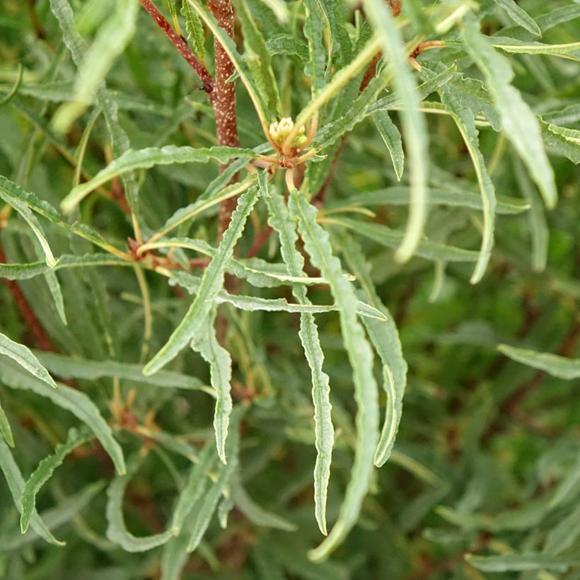 Rhamnus frangula Asplenifolia - Faulbaum (Laub)