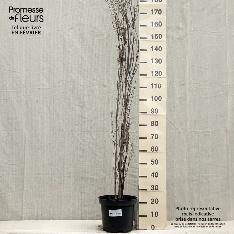 Exemplar von Rhamnus frangula Fine Line - Bourdaine, Frangula alnus pot de 12L/15L wie im Winter geliefert