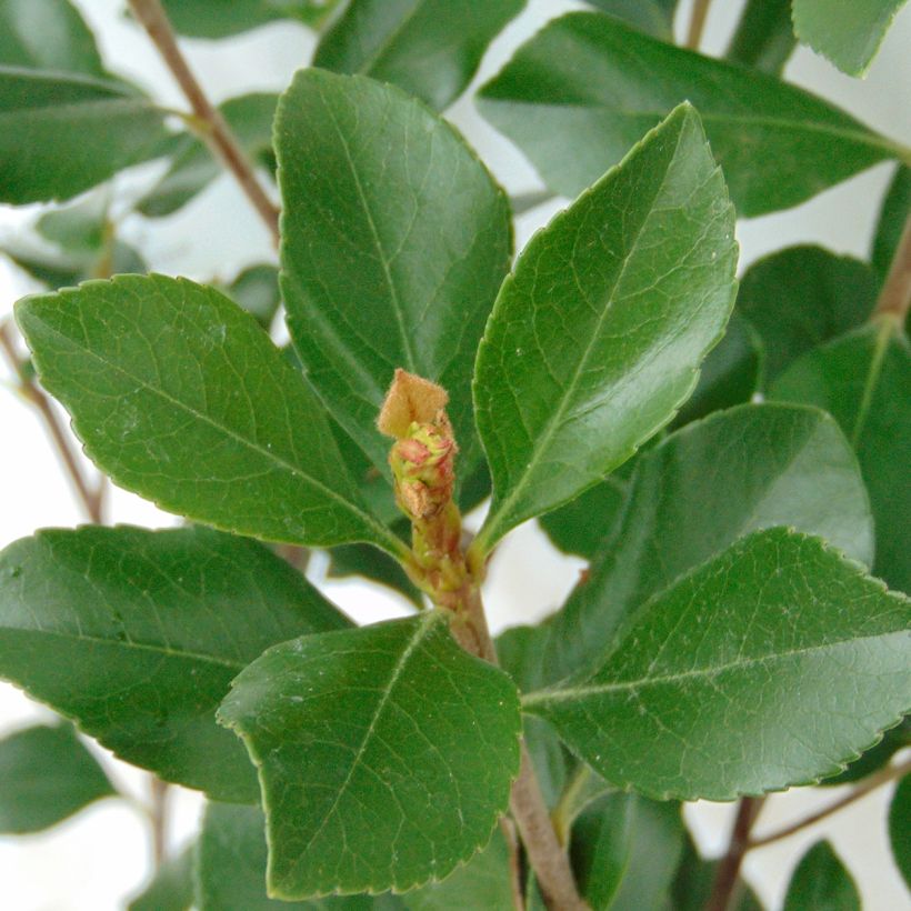 Rhaphiolepis indica Pink Cloud (Laub)