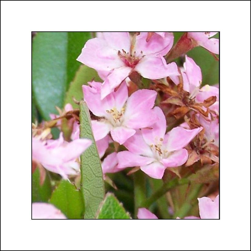 Rhaphiolepis indica Pink Cloud (Blüte)