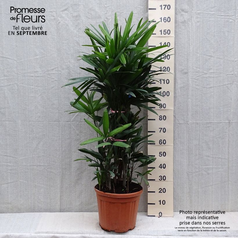 Exemplar von Rhapis excelsa - Palmier bambou Pot de 25L wie im Herbst geliefert