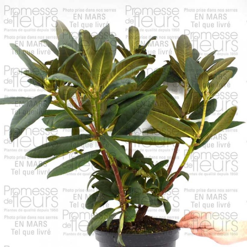 Beispiel eines Exemplars von Rhododendron Melville - Grand Rhododendron Pot de 4L/5L wie geliefert