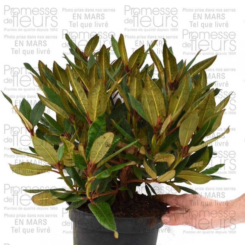 Beispiel eines Exemplars von Rhododendron Winsome - Rhododendron nain Pot de 3L/4L wie geliefert