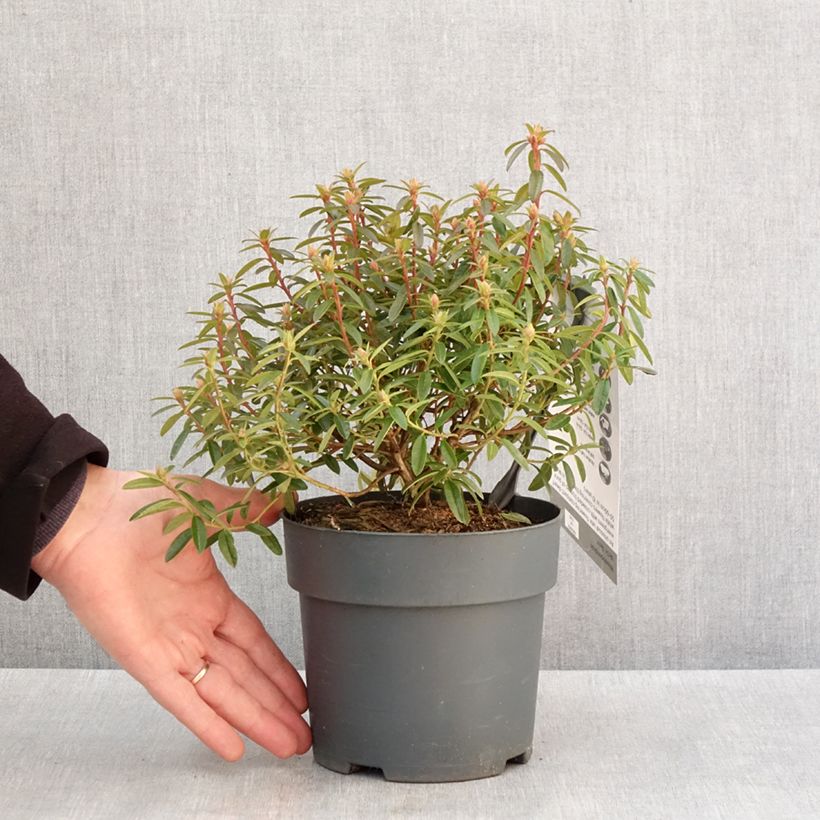 Exemplar von Rhododendron Artic Tern - Rhododendron nain - Pot de 2L/3L wie im Winter geliefert