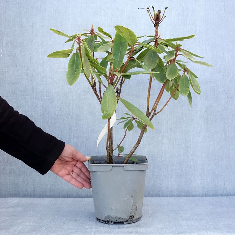 Exemplar von Rhododendron yakushimanum Bernstein Topf mit 4L/5LGelieferte Höhe ca. 30/40cm wie im Winter geliefert