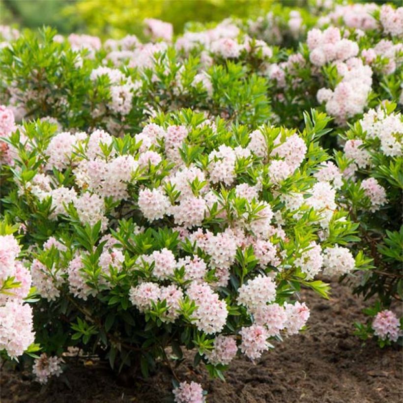 Rhododendron INKARHO Bloombux (Hafen)