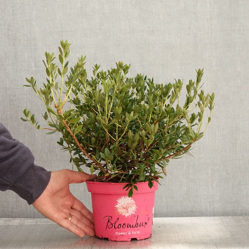 Exemplar von Rhododendron Bloombux Magenta - Pot de 2L/3L wie im Herbst geliefert