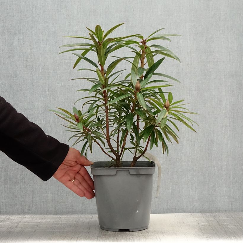 Exemplar von Rhododendron Bloombux Magenta - Pot de 2L/3L wie im Frühjahr geliefert