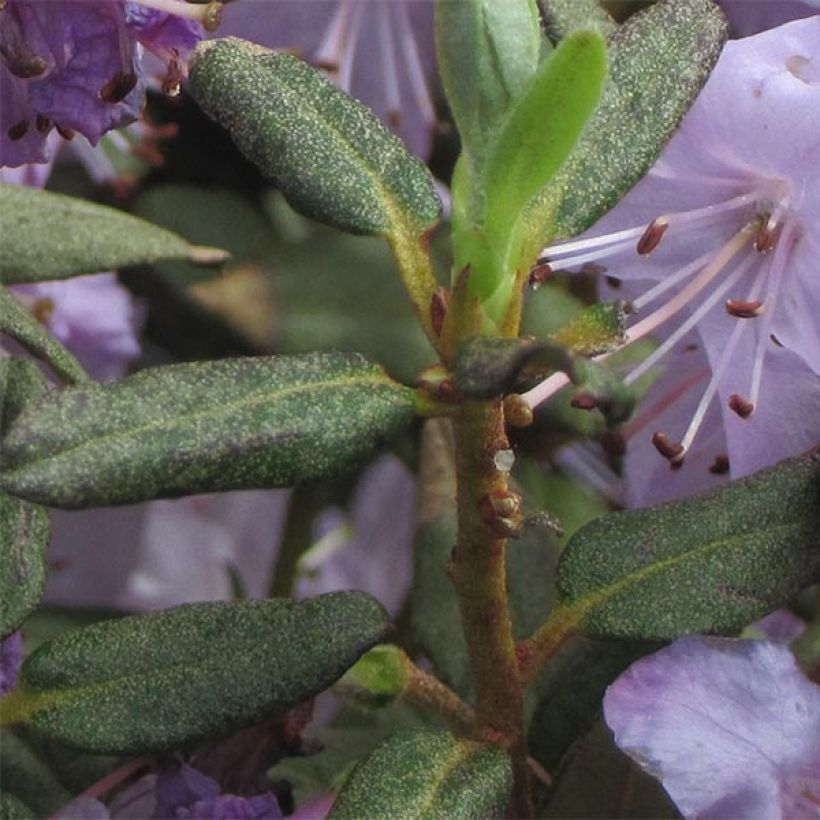 Rhododendron Blue Silver (Laub)