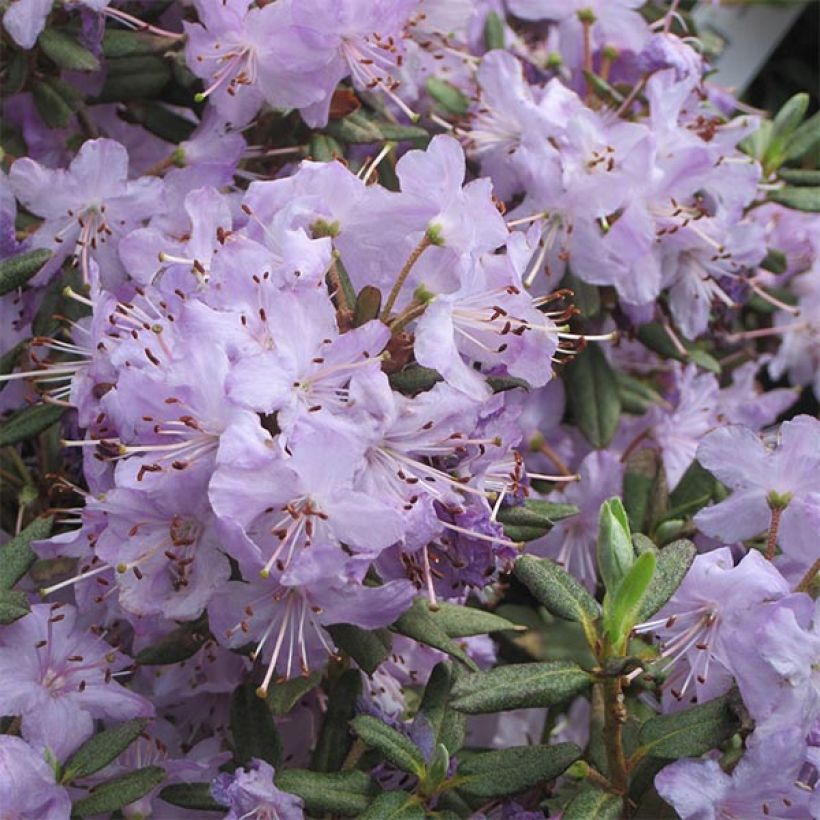 Rhododendron Blue Silver (Blüte)