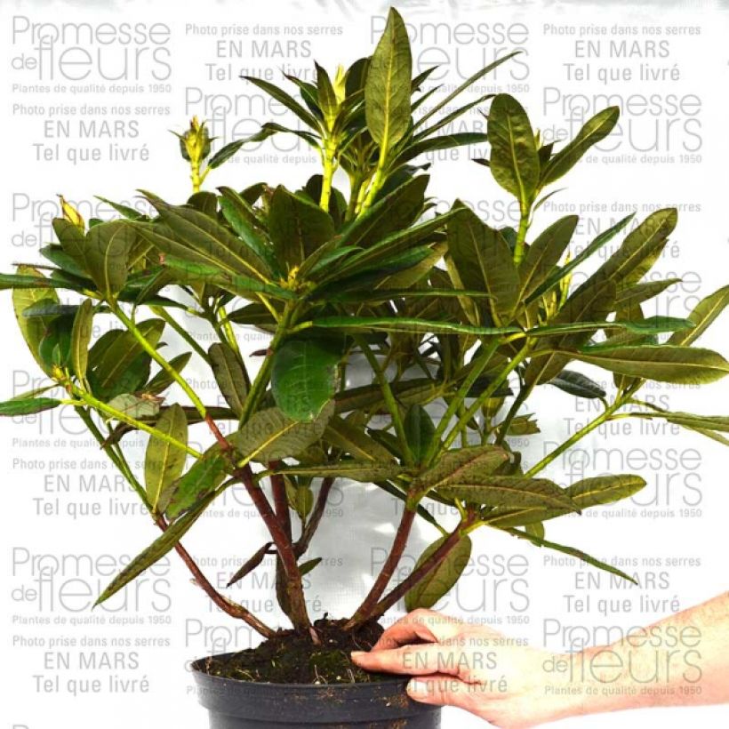 Beispiel eines Exemplars von Rhododendron Champagne - Grand Rhododendron Pot de 4L/5L wie geliefert