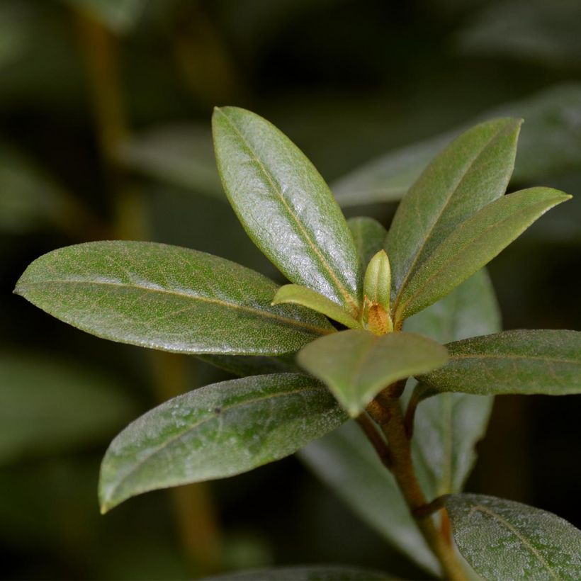 Rhododendron Champagne (Laub)