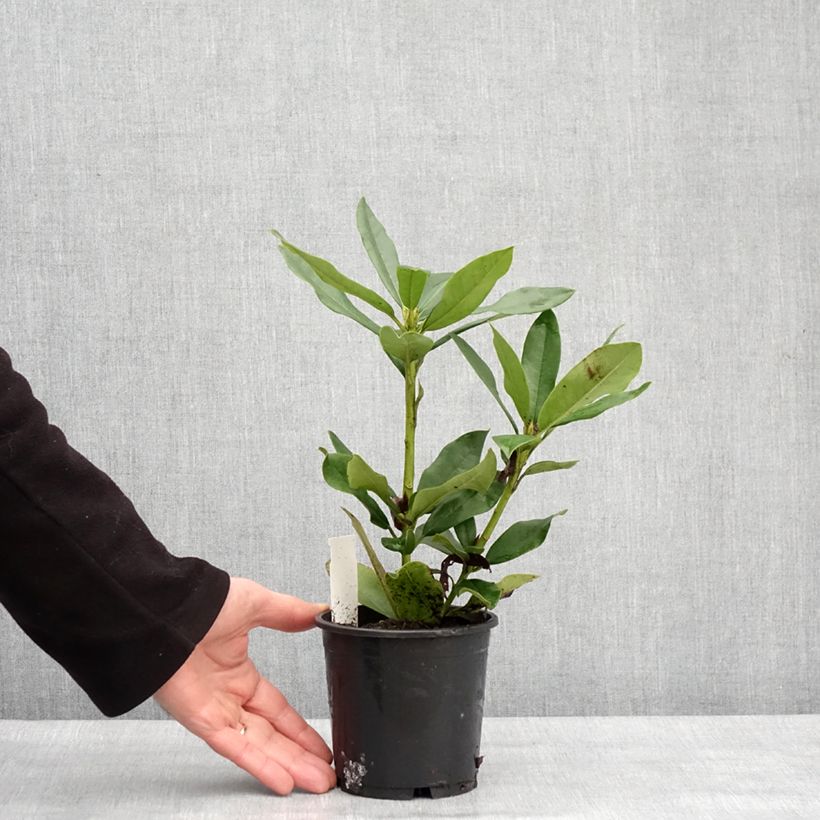 Exemplar von Rhododendron Cunningham's White - Pot de 13 cm wie im Winter geliefert