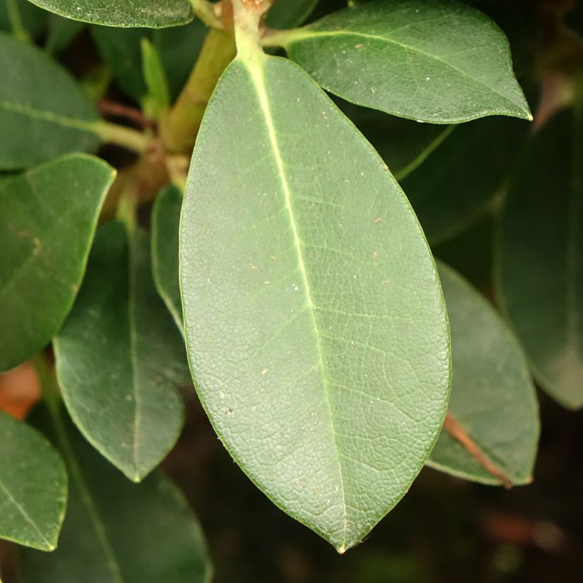 Rhododendron yakushimanum Dream Land (Laub)