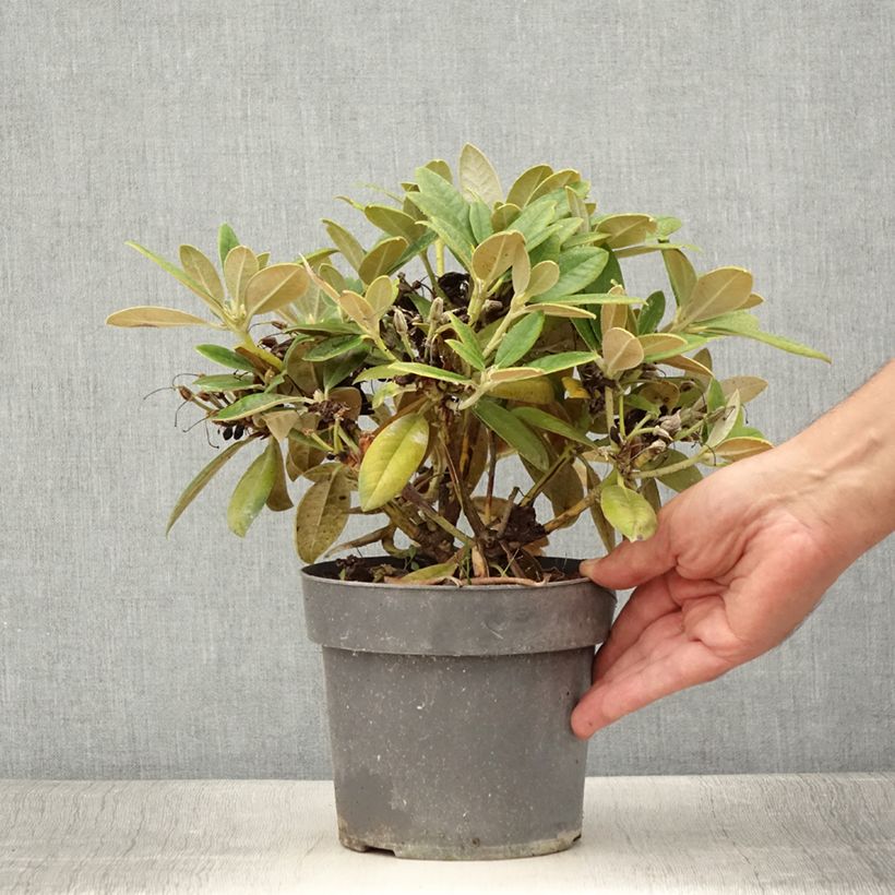 Exemplar von Rhododendron Dusty Miller - Rhododendron nain Pot de 2L./3L. wie im Sommer geliefert