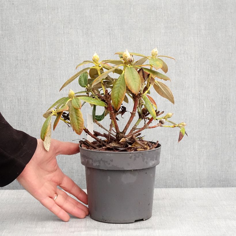 Exemplar von Rhododendron yakushimanum Dusty Miller Topf mit 2L/3L wie im Winter geliefert