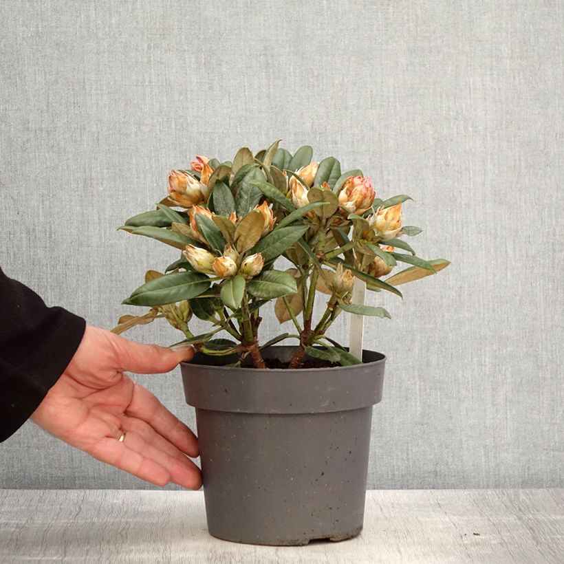 Exemplar von Rhododendron yakushimanum Dusty Miller wie im Frühjahr geliefert