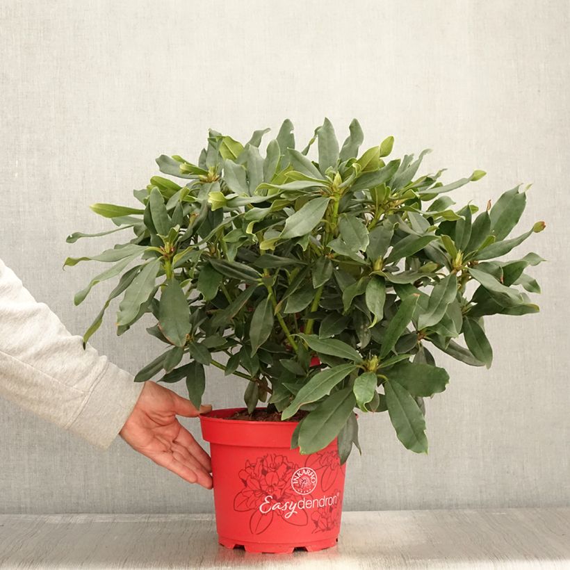 Exemplar von Rhododendron Easydendron INKARHO Madame Masson - Pot de 4L/5L wie im Herbst geliefert