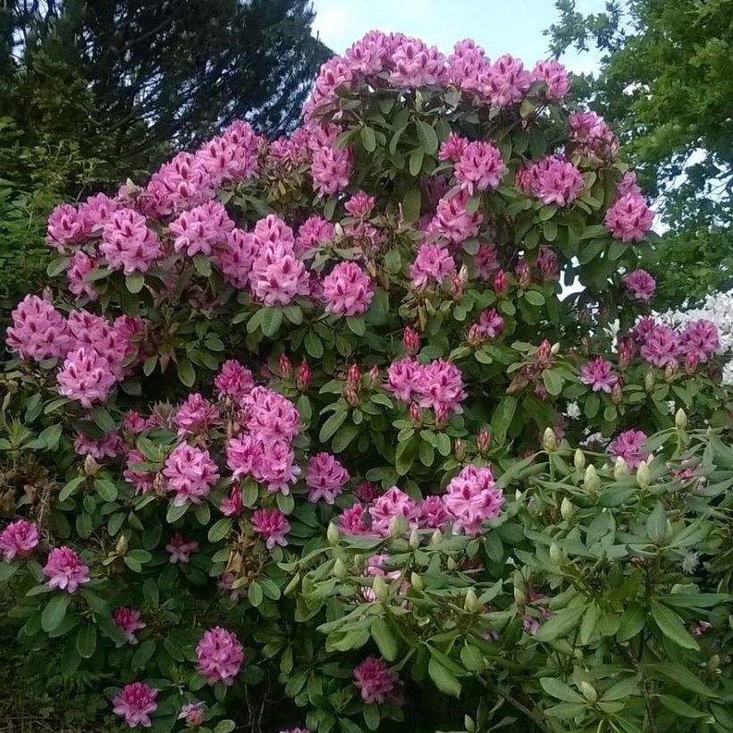 Rhododendron Germania (Hafen)