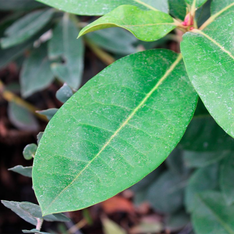 Rhododendron Gomer Waterer (Laub)