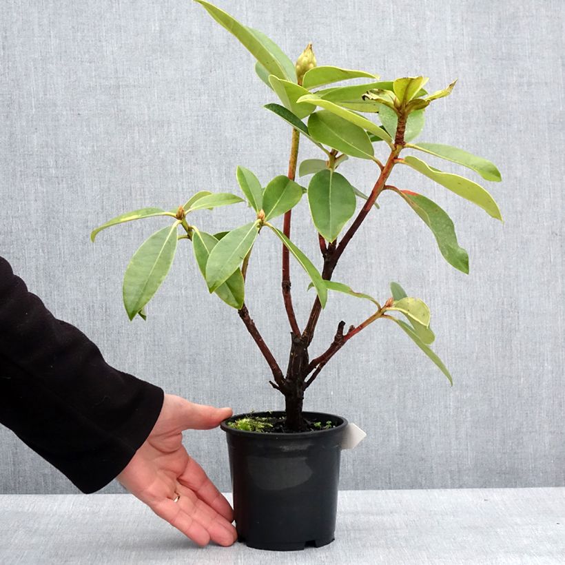 Exemplar von Rhododendron Gomer Waterer - Pot de 13 cm wie im Winter geliefert