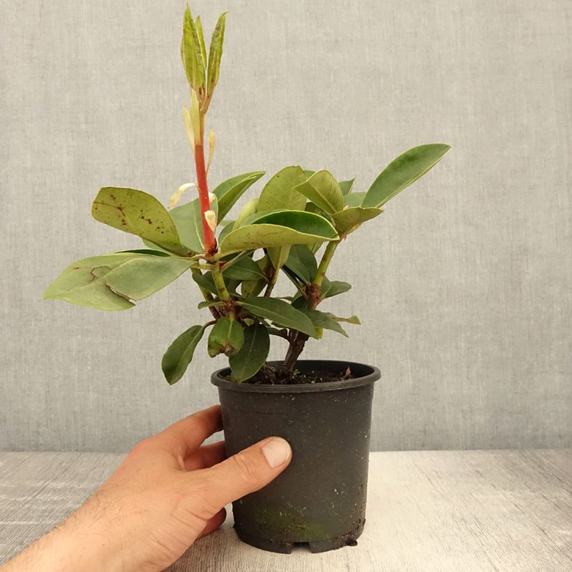 Exemplar von Rhododendron Gomer Waterer - Pot de 13 cm wie im Frühjahr geliefert