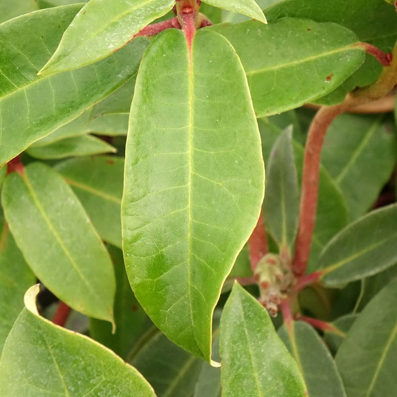 Rhododendron Halfdan Lem (Laub)