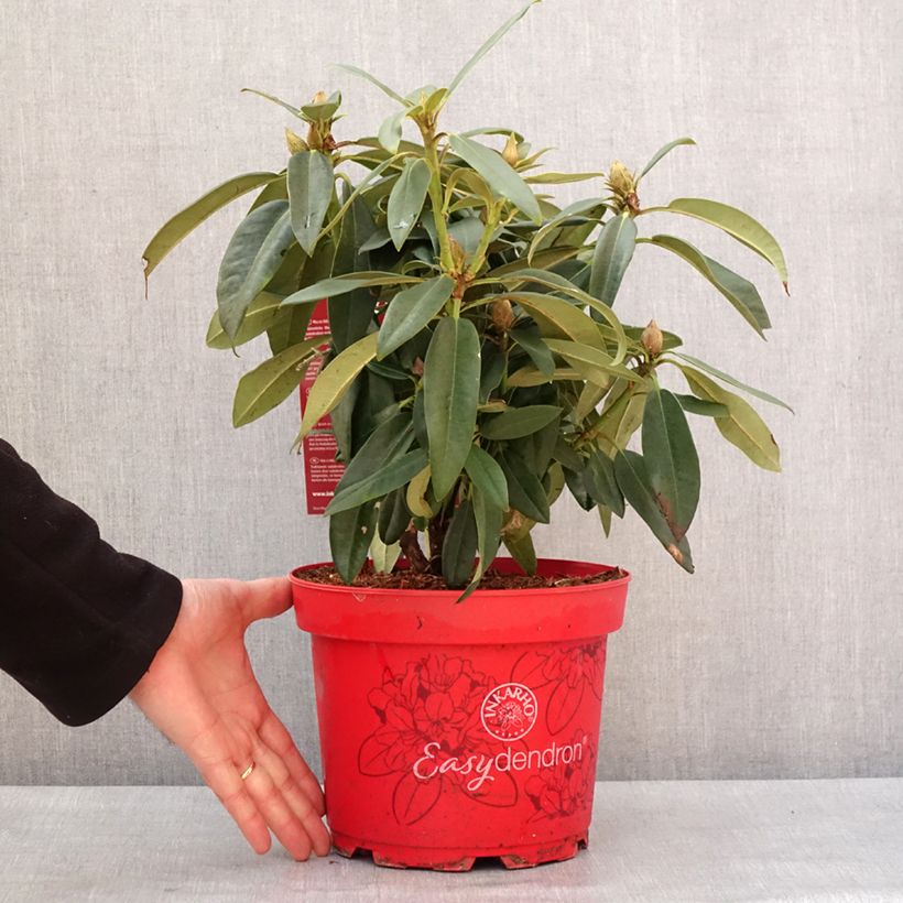 Exemplar von Rhododendron INKARHO® Rabatz - Rhododendron x griegsonianum Topf mit 4L/5LGelieferte Höhe ca. 25/30cm wie im Winter geliefert