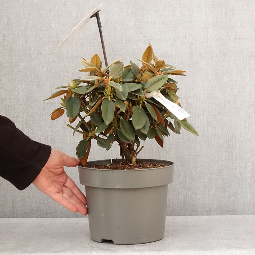 Exemplar von Rhododendron Easydendron INKARHO Rusty Dane Topf mit 4L/5LGelieferte Höhe ca. 30/+cm wie im Winter geliefert