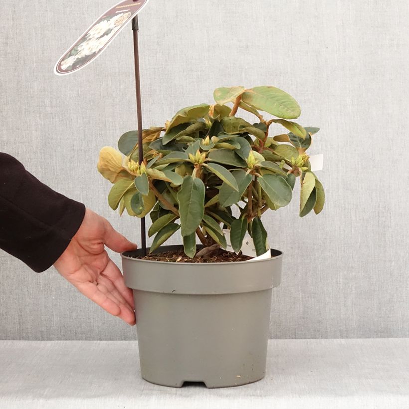 Exemplar von Rhododendron Easydendron INKARHO Special Dane Topf mit 4L/5LGelieferte Höhe ca. 30/+cm wie im Winter geliefert