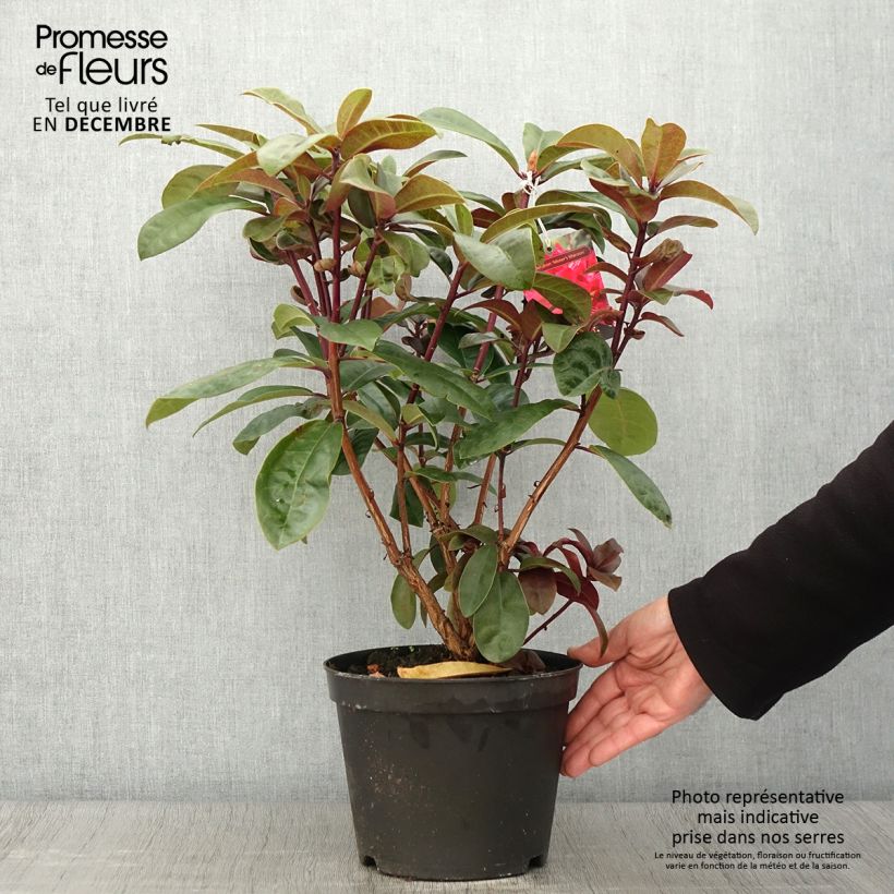 Exemplar von Rhododendron Moser's Maroon wie im Herbst geliefert