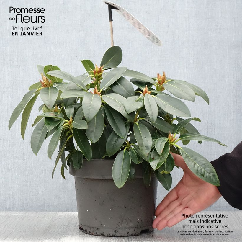 Exemplar von Rhododendron hybride Raphaela - Pot de 4L/5L wie im Winter geliefert