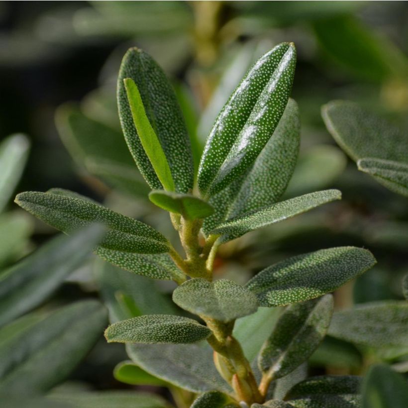 Rhododendron Rhododendron impeditum (Laub)