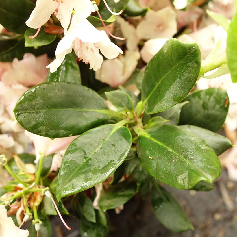 Rhododendron INKARHO Brasilia (Laub)