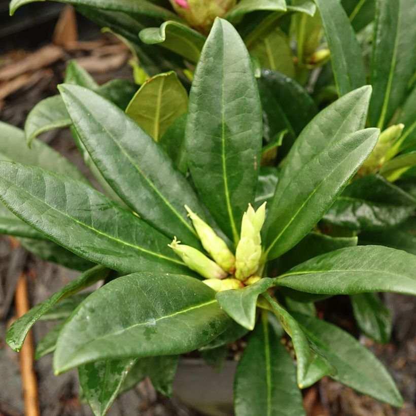 Rhododendron INKARHO Brigitte (Laub)