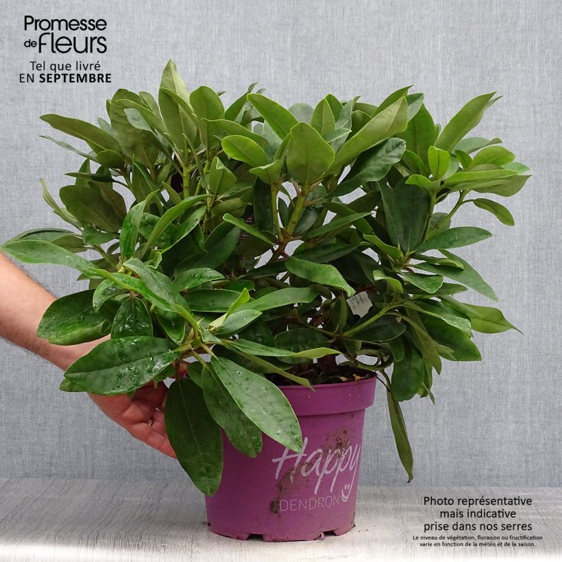 Exemplar von Rhododendron INKARHO Happydendron Pushy Purple wie im Herbst geliefert