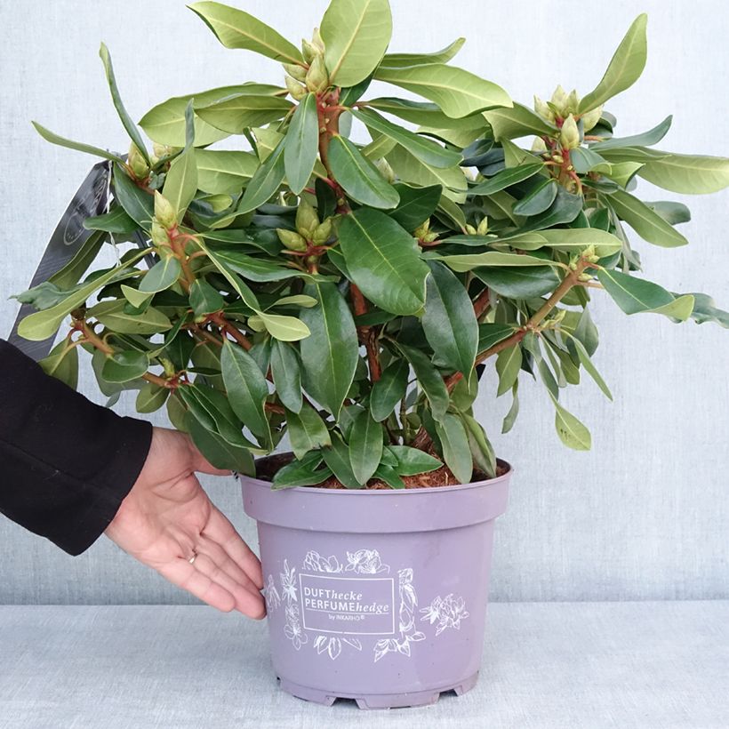 Exemplar von Rhododendron INKARHO® Lila Dufthecke Topf mit 4L/5LGelieferte Höhe ca. 25/30cm wie im Winter geliefert