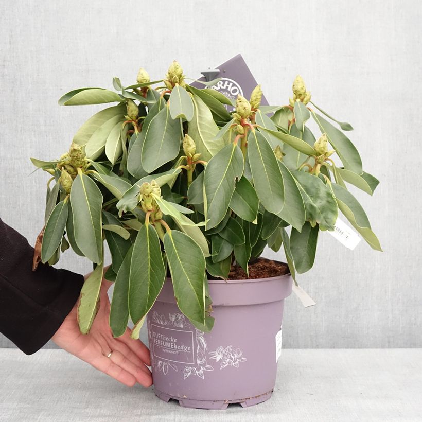 Exemplar von Rhododendron INKARHO® Weiße Dufthecke Topf mit 4L/5LGelieferte Höhe ca. 25/30cm wie im Winter geliefert