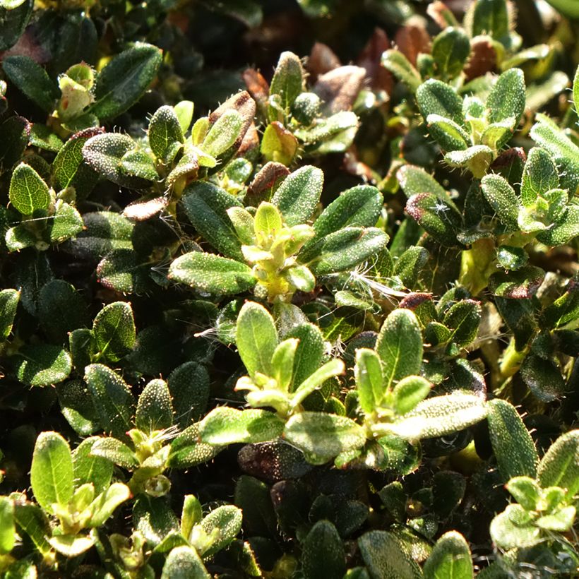 Rhododendron keleticum (Laub)