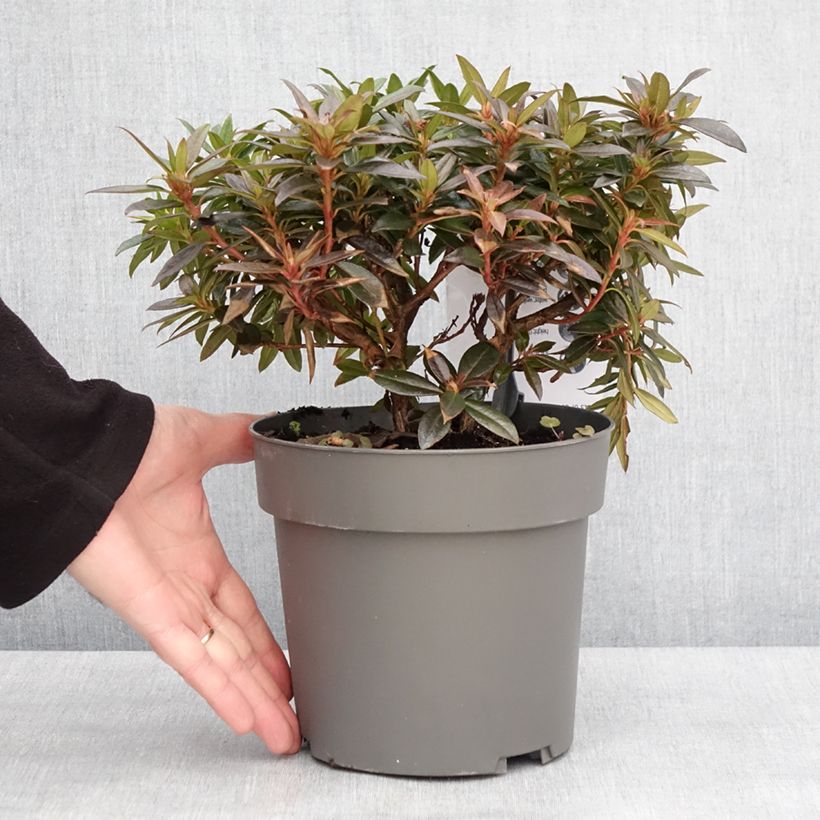 Exemplar von Rhododendron keleticum Robert Seleger - Rhododendron nain - Pot de 3L/4L wie im Winter geliefert