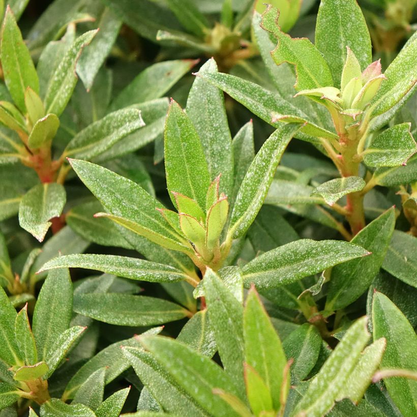 Rhododendron campylogynum var. myrtilloides Lilly Bell Pearl (Laub)