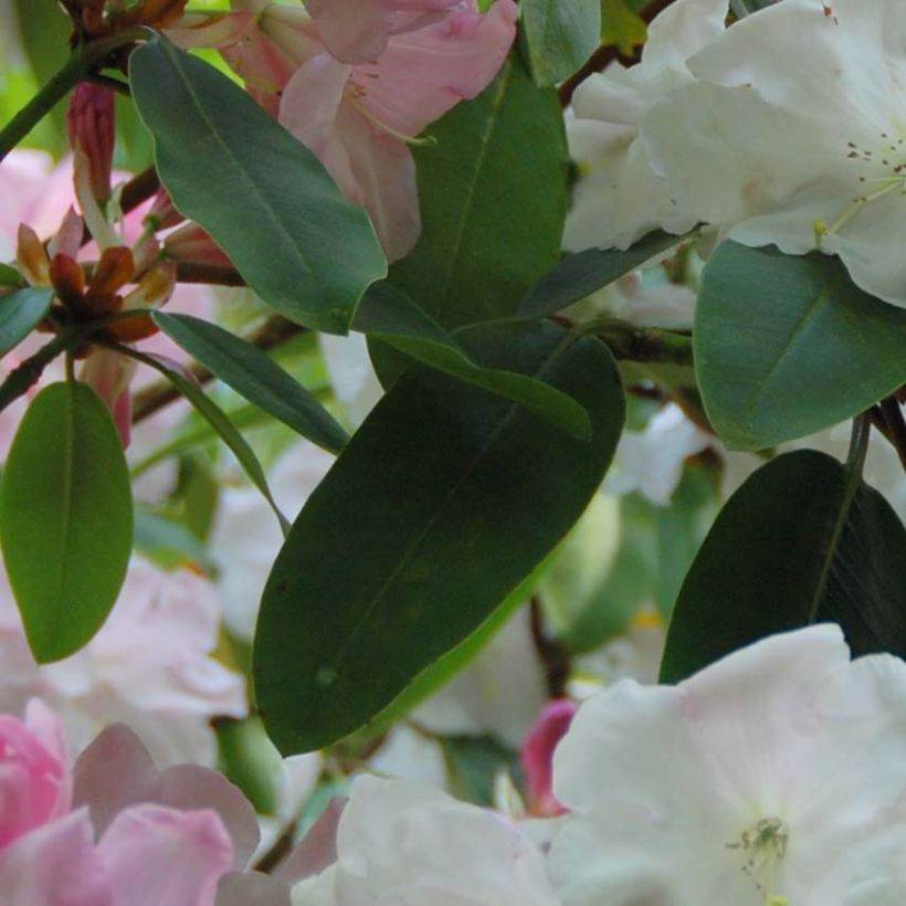 Rhododendron loderi King George (Laub)