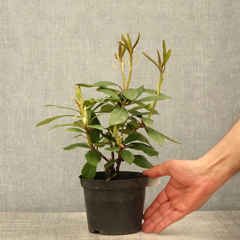 Exemplar von Rhododendron Marcel Ménard  - Pot de 13 cm wie im Frühjahr geliefert