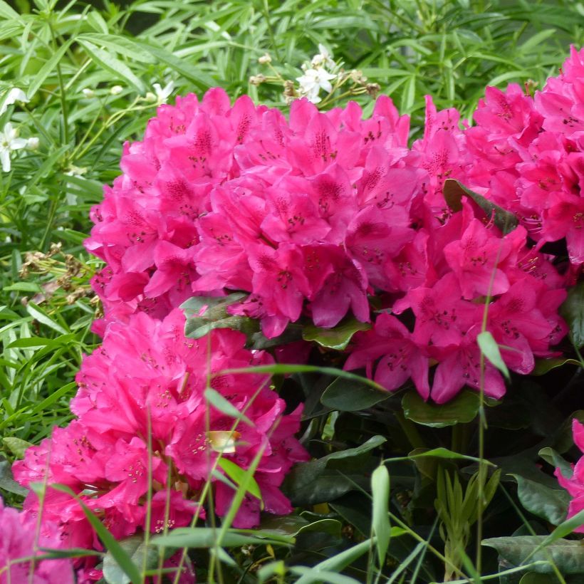 Rhododendron Marie Forte (Blüte)