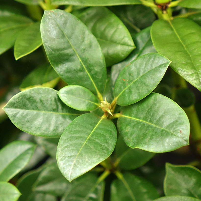 Rhododendron Mrs T.h.lowinsky (Laub)