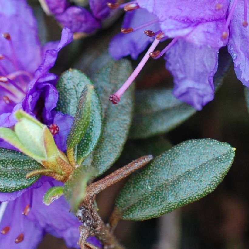 Rhododendron Azurika (Laub)