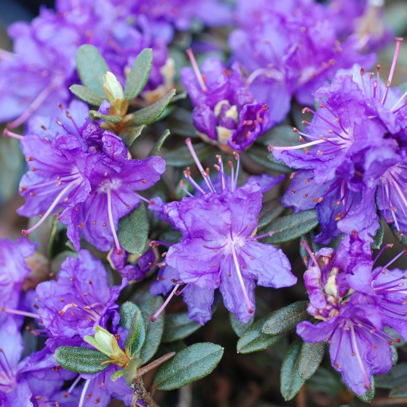 Rhododendron Azurika (Blüte)